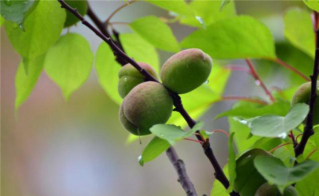 梅雨季節(jié)，養(yǎng)花怎么做？