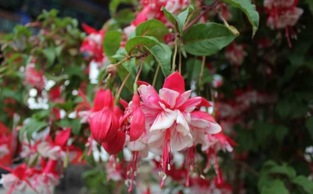 梅雨季節(jié)，養(yǎng)花怎么做？