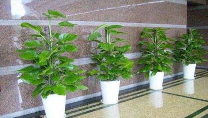 重慶植物租賃告訴你室內(nèi)擺放植物的好處