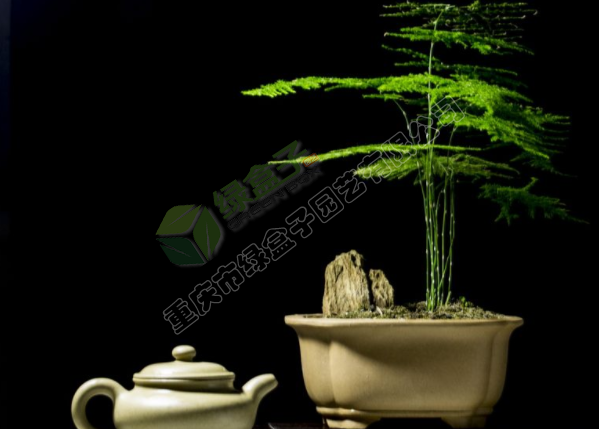 重慶植物租賃,重慶辦公室植物租賃,重慶植物租擺,重慶植物出租