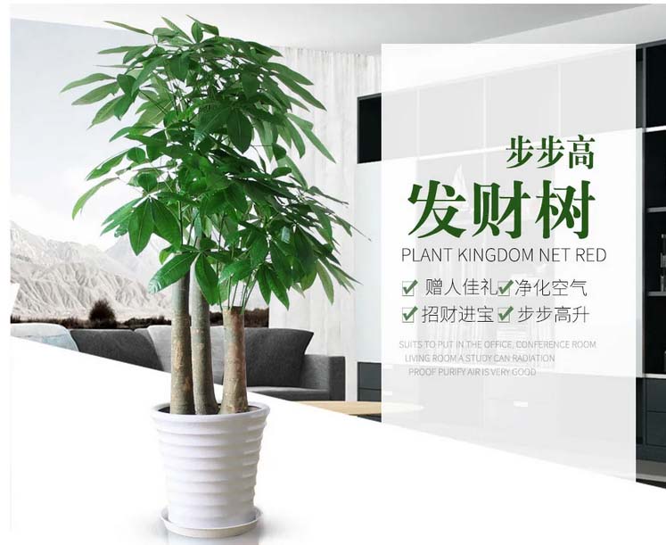 植物租賃公司哪家好?我說(shuō)了不算，您看了這家心里就有數(shù)了 